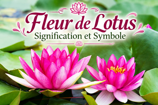 Fleur de Lotus : Signification et Symbole